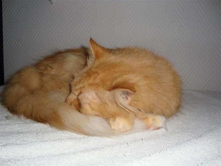 Blanding af racer † Lille Fix † - Igen på kassen. Foto: Kasper billede 14