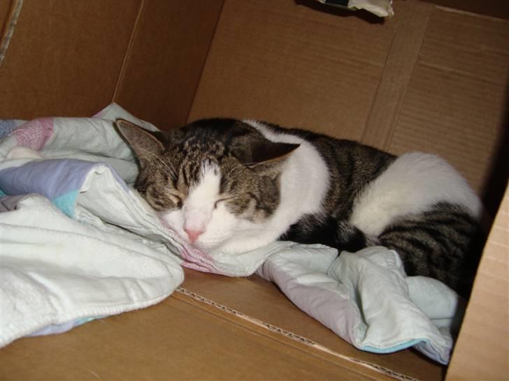 Huskat Speedy - Speedy ligger i en lidt større papkasse. Foto: Kasper billede 7