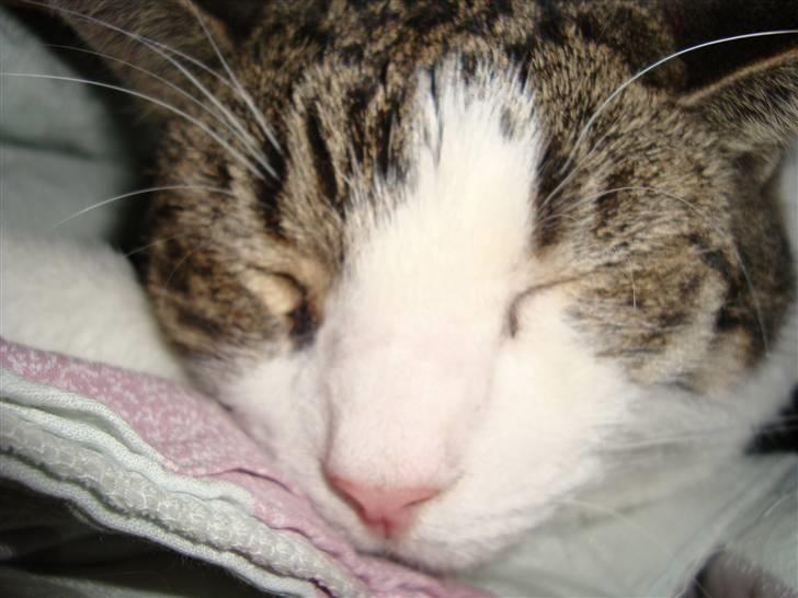 Huskat Speedy - Nærbillede af Speedy. Foto: Kasper billede 8