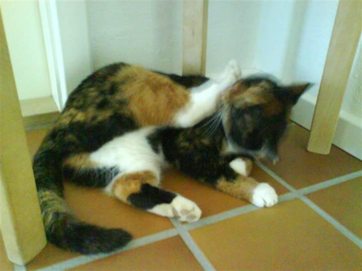 Blanding af racer Sigge - Sigge vasker sig billede 3