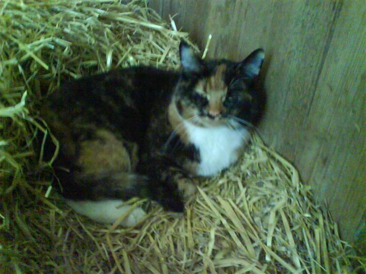 Blanding af racer Sigge - Sigge ligger i halmen billede 4