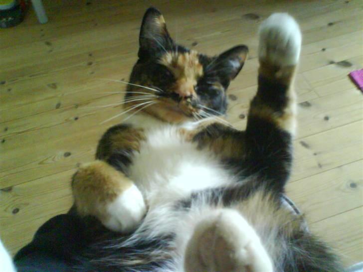 Blanding af racer Sigge - Sigge leger billede 5