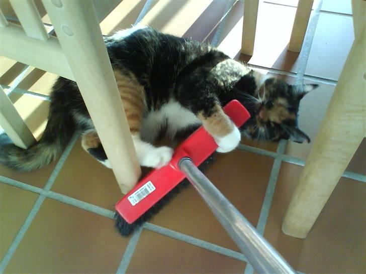 Blanding af racer Sigge - Sigge leger med en kost billede 6