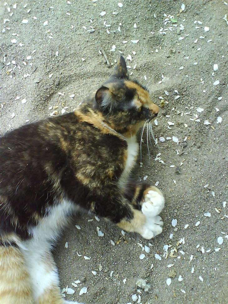 Blanding af racer Sigge - Sigge kigger på noget billede 8