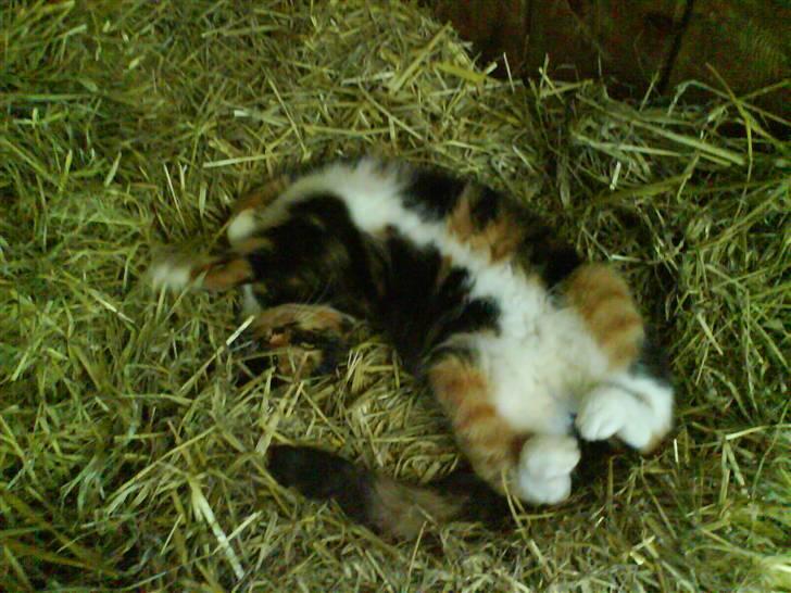 Blanding af racer Sigge - Sigge ligger i halmen.. billede 9