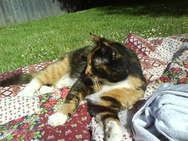 Blanding af racer Sigge - Sigge billede 10