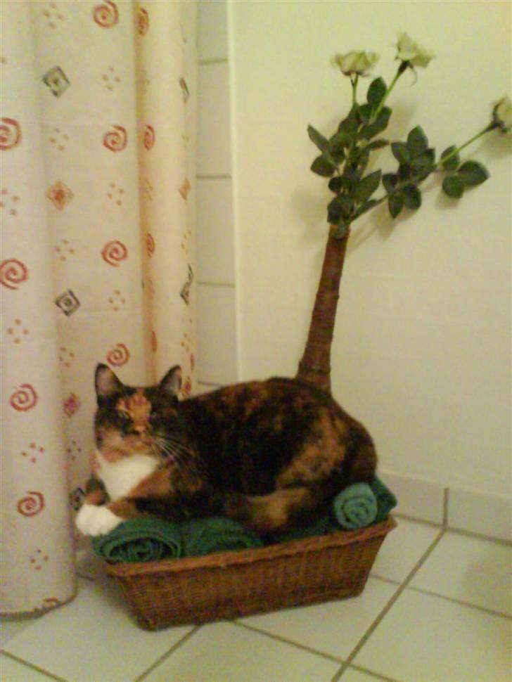 Blanding af racer Sigge - Sigge ligger i håndklæderne..hehe billede 11