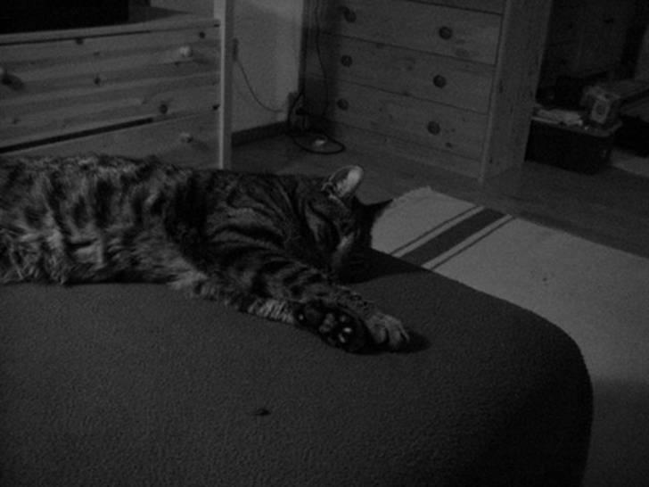 Huskat Lilleslem billede 2