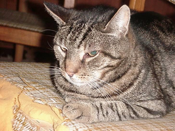 Huskat Lilleslem billede 3