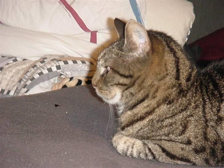 Huskat Lilleslem billede 4