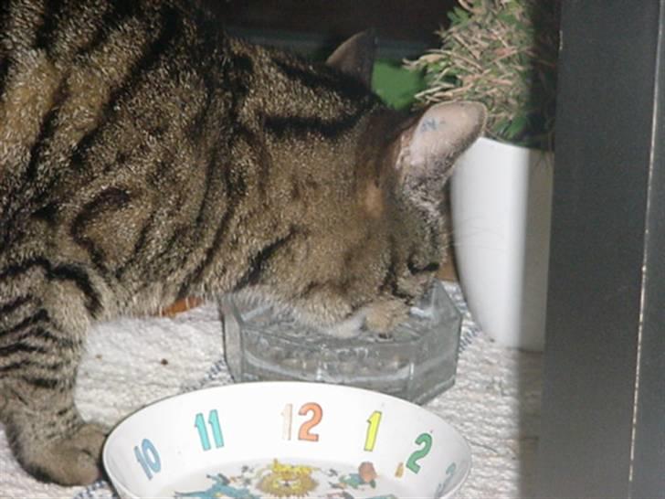 Huskat Lilleslem billede 5