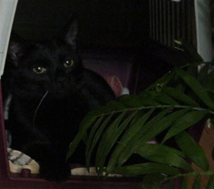 Huskat Amanda billede 1