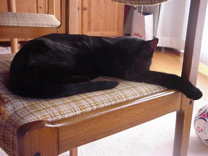 Huskat Amanda billede 2