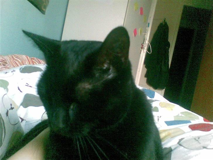 Huskat Amanda billede 3