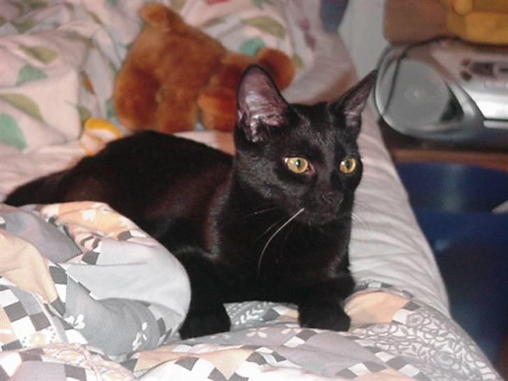 Huskat Amanda billede 4