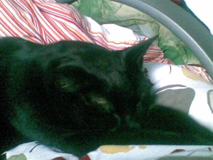 Huskat Amanda billede 5