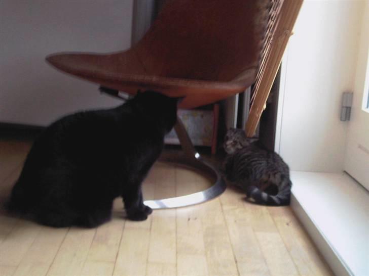 Huskat Amanda billede 6