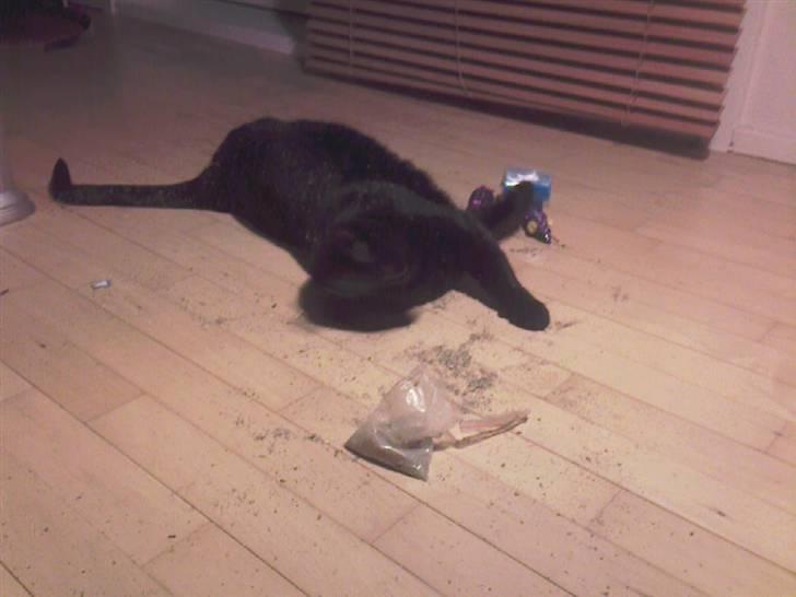 Huskat Amanda billede 7