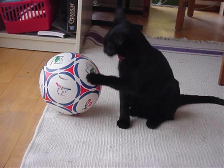 Huskat Amanda billede 8