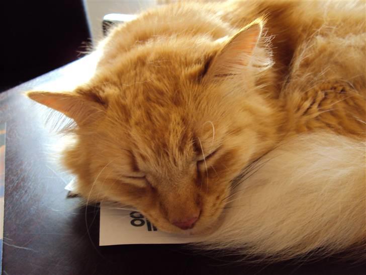 Blanding af racer † Lille Fix † - Lille Fix sover på skrivebordet. Foto: Karina billede 15