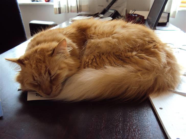 Blanding af racer † Lille Fix † - Igen på skrivebordet. Foto: Karina billede 16