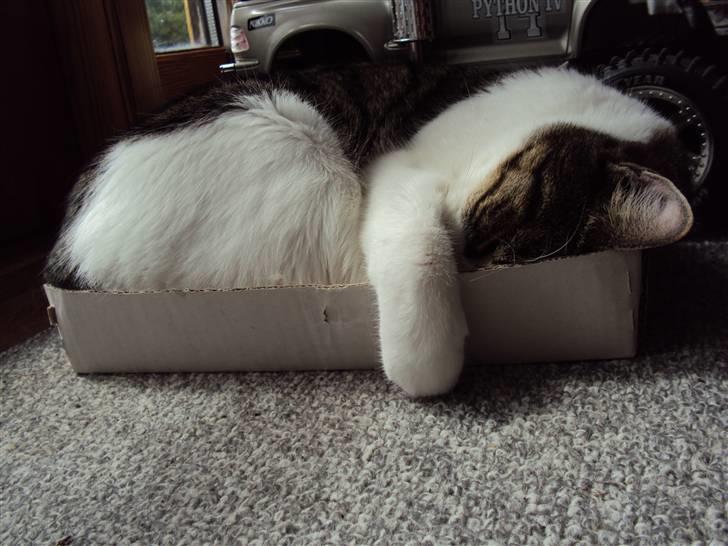 Huskat Speedy - Speedy helt krummet sammen i den lille papkasse. Foto: Karina billede 9
