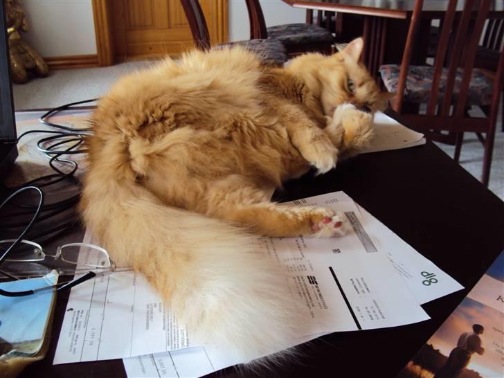 Blanding af racer † Lille Fix † - Lille Fix vasker sig. Foto: Karina billede 17