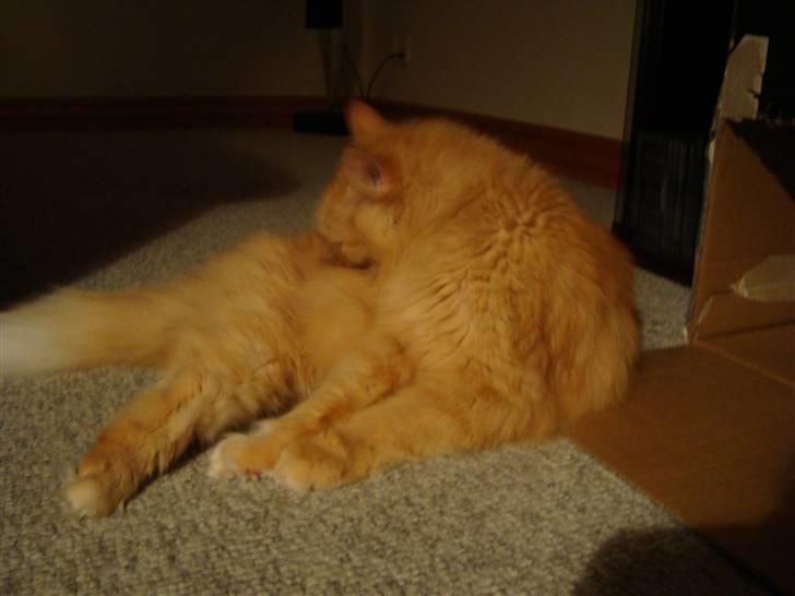 Blanding af racer † Lille Fix † - Igen på gulvet. Foto: Kasper billede 18