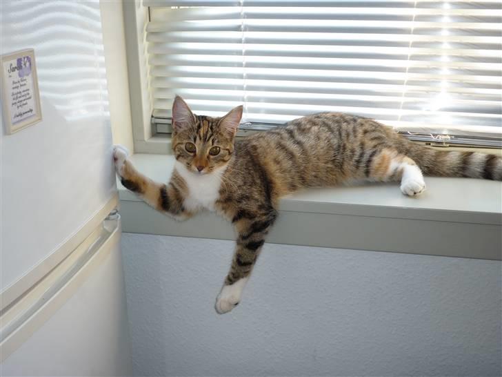 Blanding af racer Felicia billede 1