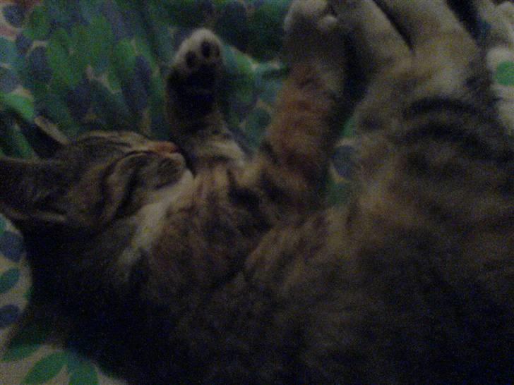 Blanding af racer Felicia billede 2