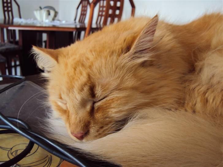 Blanding af racer † Lille Fix † - Fix på skrivebordet. Foto: Karina billede 19