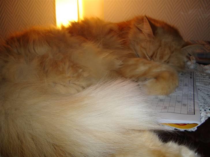 Blanding af racer † Lille Fix † - Lille Fix på sofabordet. Foto: Kasper billede 20