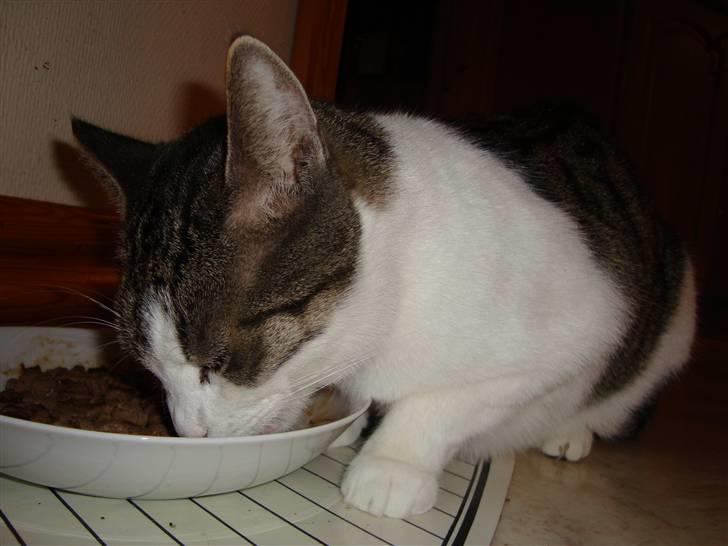 Huskat Speedy - Speedy spiser mad. Foto: Kasper billede 10