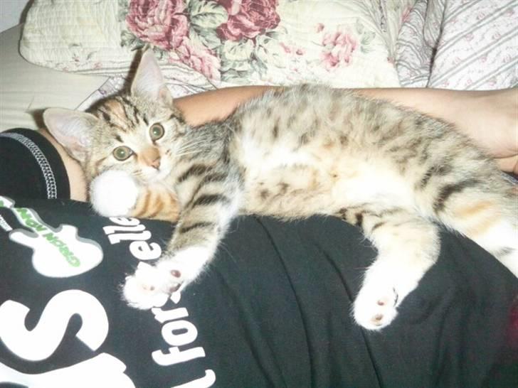 Blanding af racer Felicia - Jakob med Felicia på maven :´) billede 3