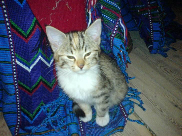 Blanding af racer Felicia - Anden gang vi så hinanden :P billede 4