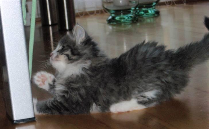 Maine Coon Gizmo billede 7