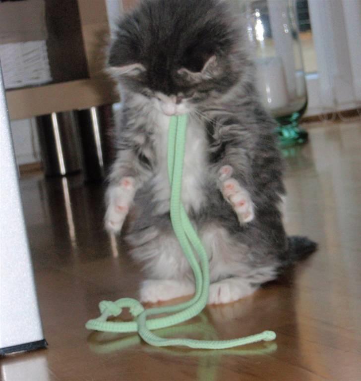 Maine Coon Gizmo billede 8