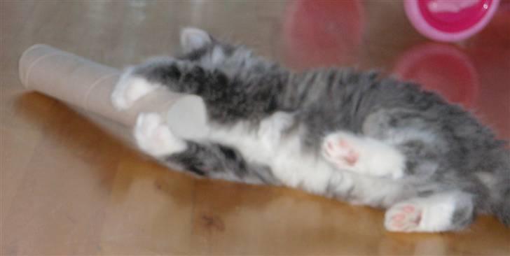 Maine Coon Gizmo billede 9