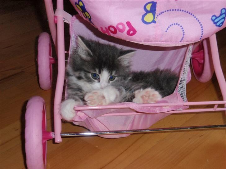 Maine Coon Gizmo billede 10