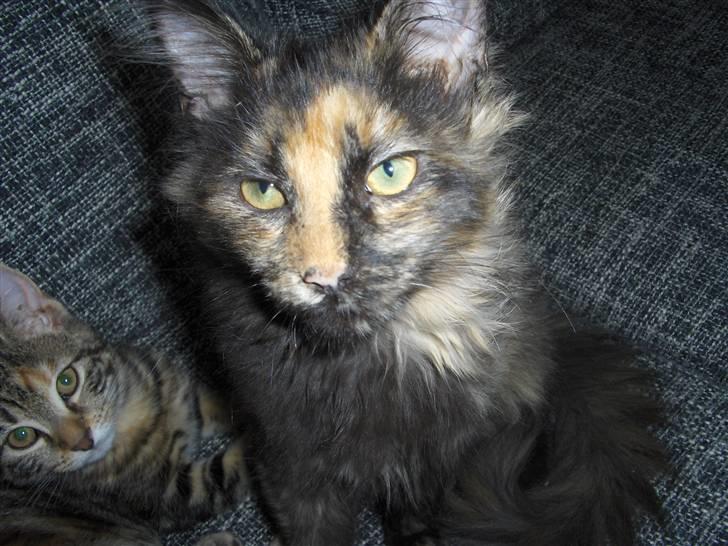 Maine Coon Lula billede 1