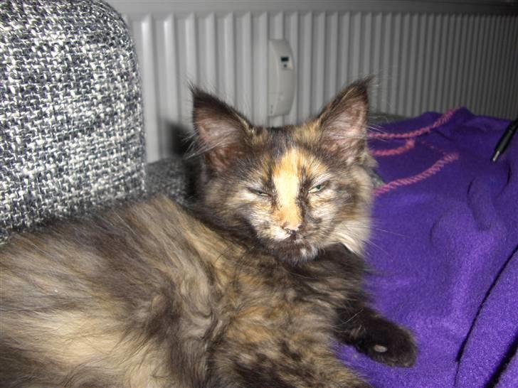 Maine Coon Lula billede 2