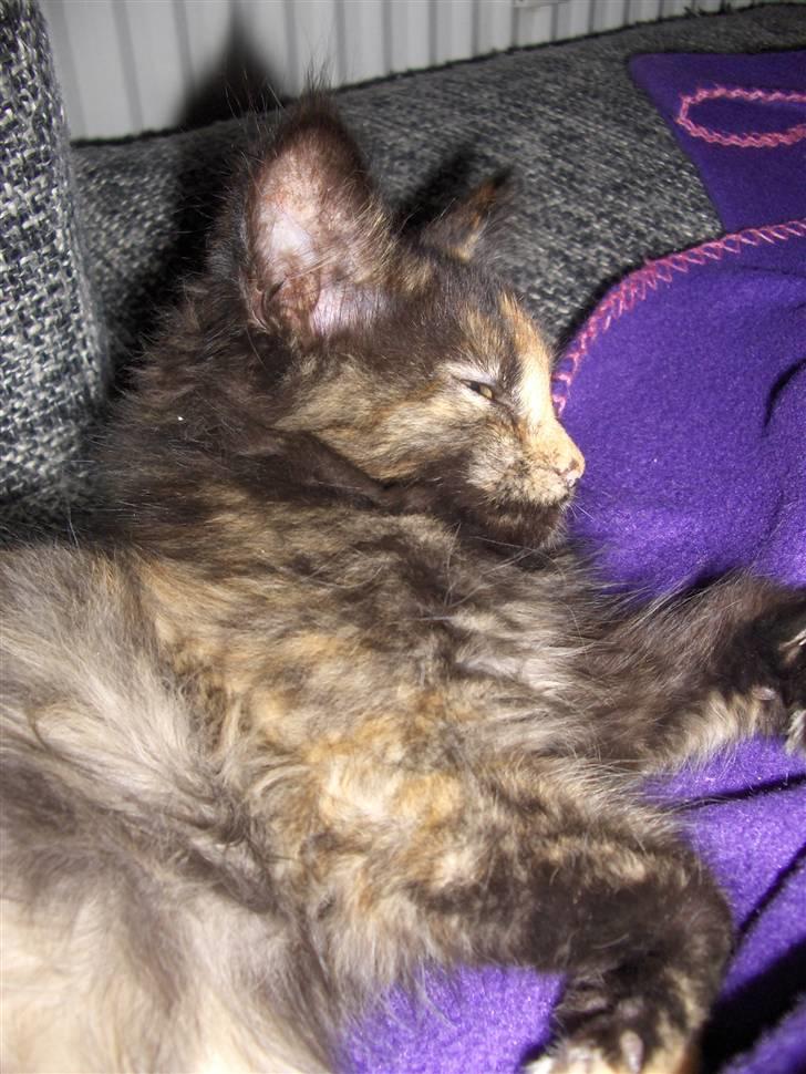 Maine Coon Lula billede 3