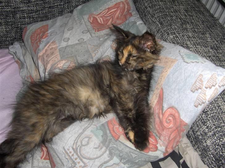 Maine Coon Lula billede 4