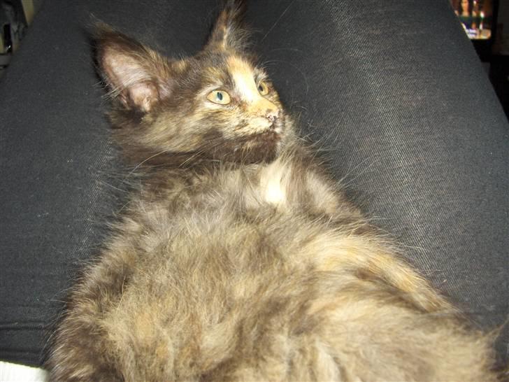 Maine Coon Lula billede 5