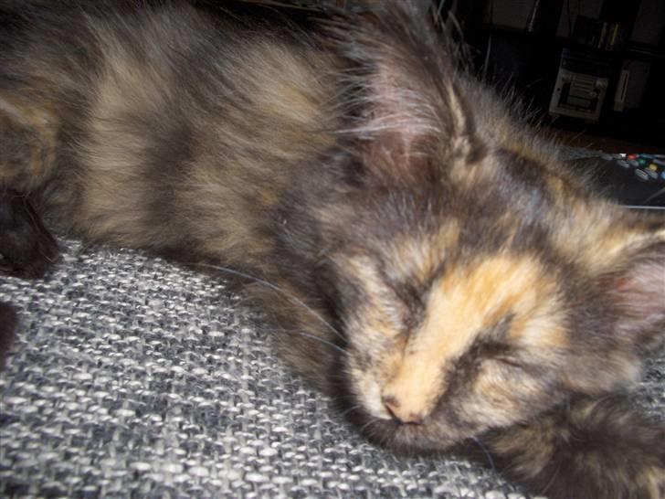 Maine Coon Lula billede 6