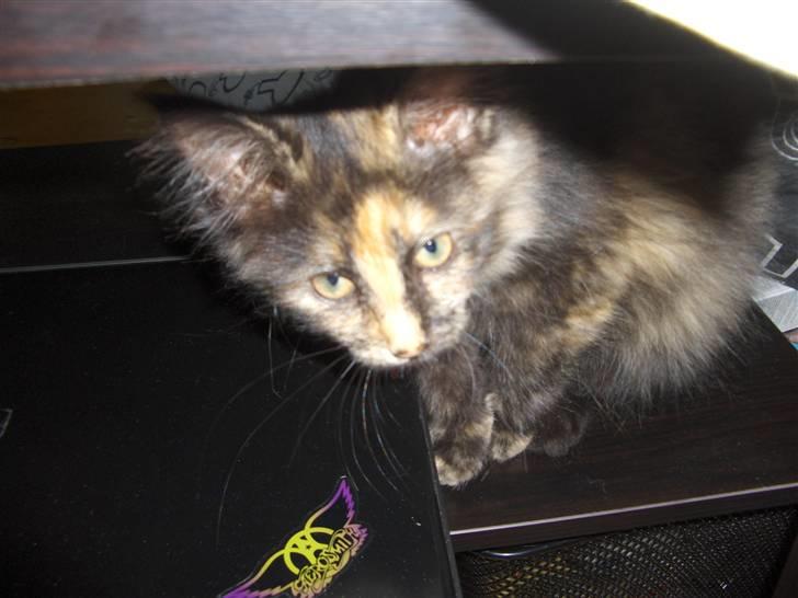 Maine Coon Lula billede 7