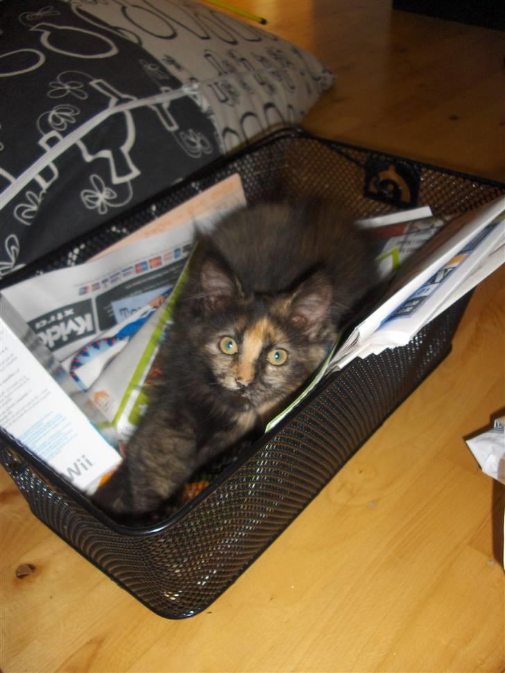 Maine Coon Lula billede 8