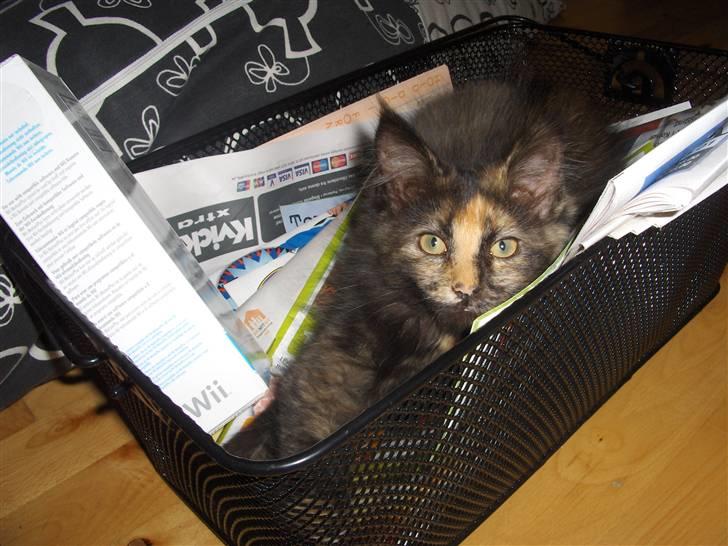 Maine Coon Lula billede 9