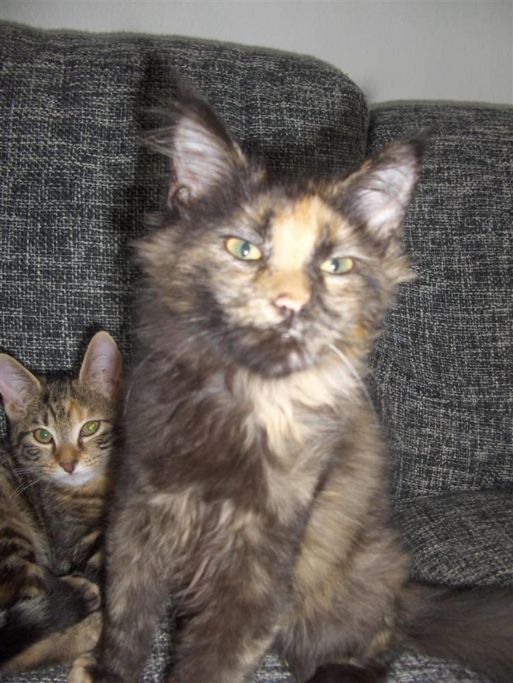 Maine Coon Lula billede 10