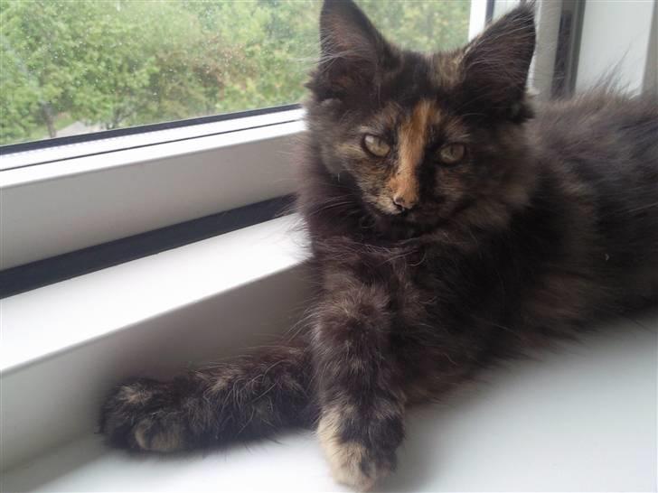 Maine Coon Lula billede 11